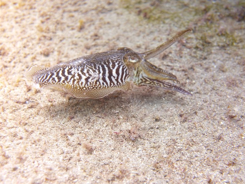 cuttle fish Tenerife